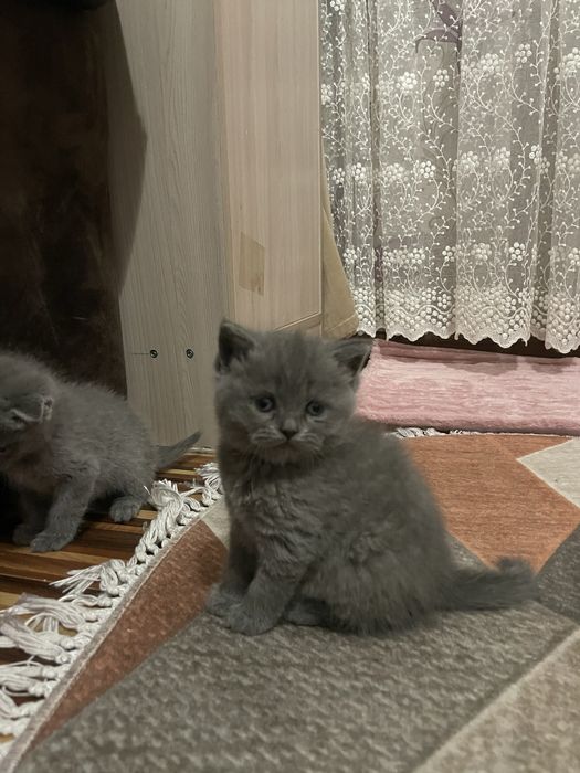 Skotiw foold  3 ta og’il bola 2 ta qz bola latoka organiwdi