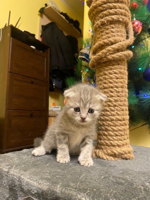 Котята Шотландские