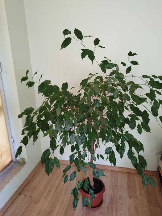 Коледниче, Комплект Мушкато, Кливия, Традесканция, Алиум, Спатифилум