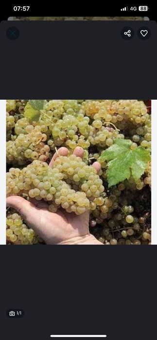Vând struguri de vin cu transport la domiciliu