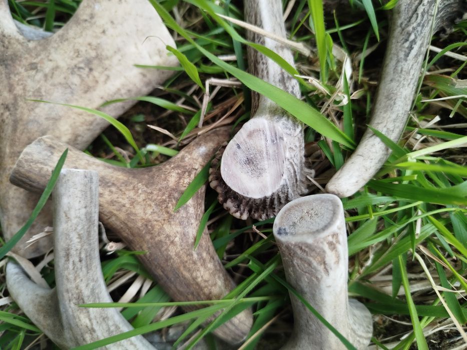 Парчета еленови рога за кучета - за дъвчене