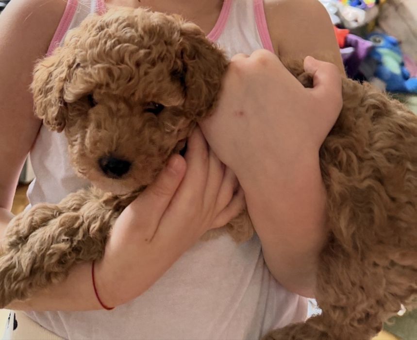 Пудел мини родословие