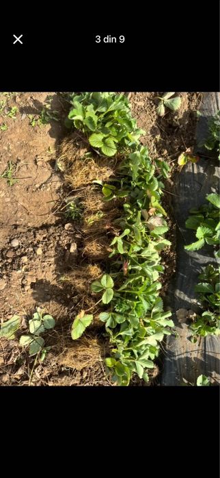 Stoloni capsuni Elsanta