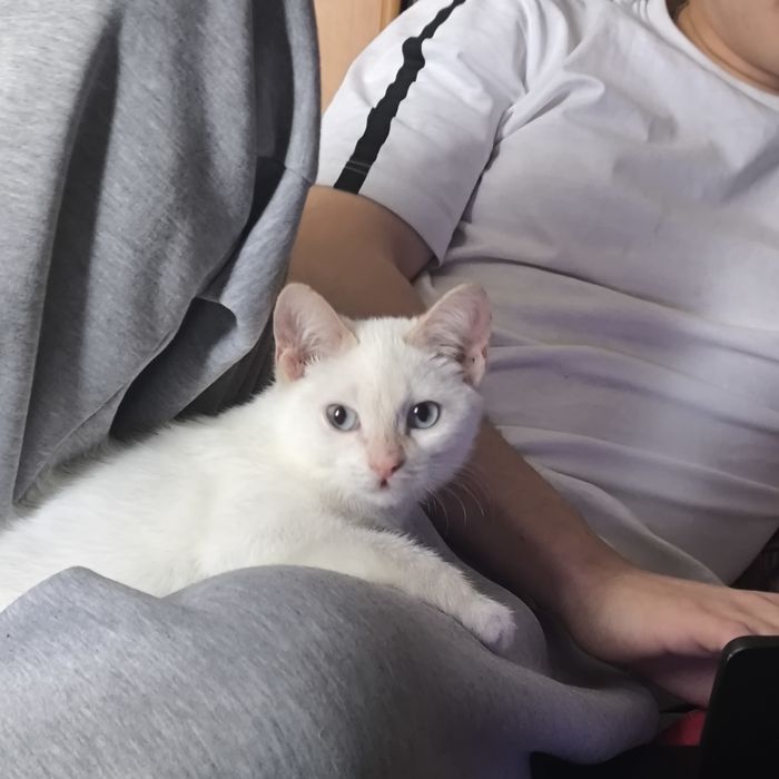 отдам котика мальчика