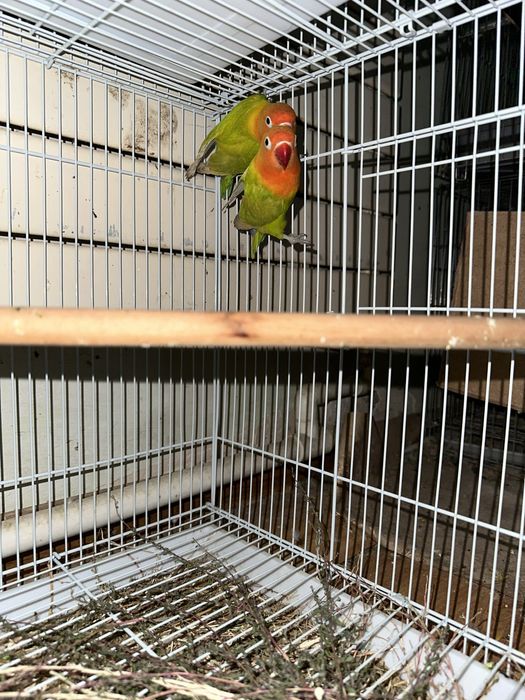 Вальныцтый папугайлар бо келишамиз