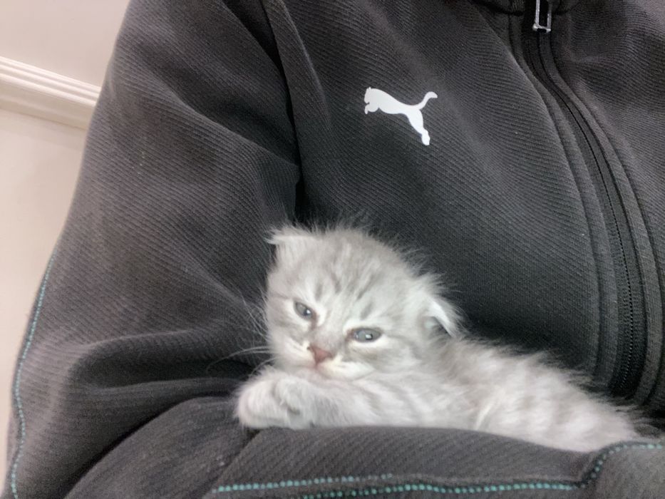 Котенок шотландский вислоухие девочка