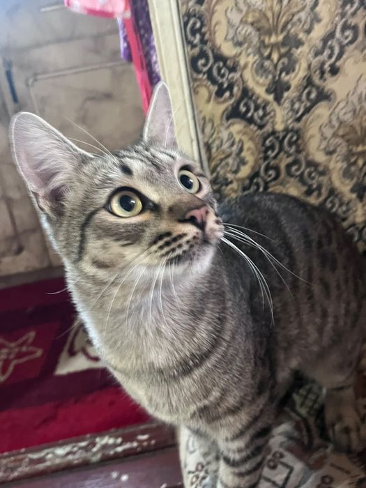 Коты мальчики бесплатно
