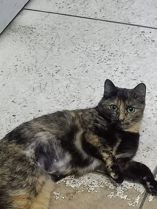 Кошечка в добрые руки