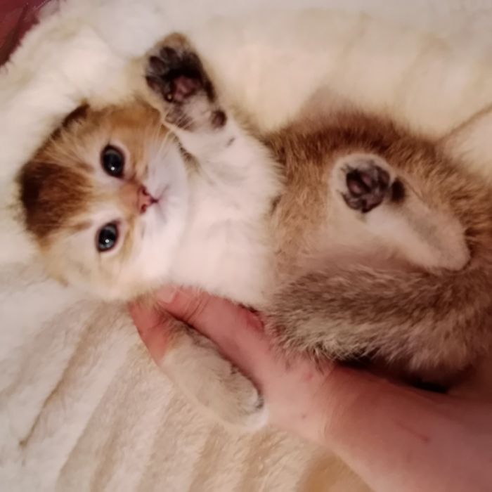 Роскошные девочки Скоттиш фолд Страйт