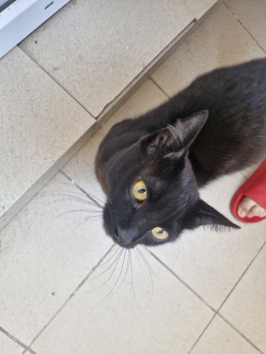Ласковый котик ищет дом