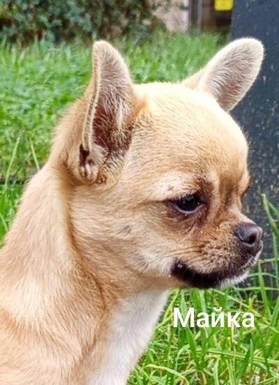 Продавам мъжко чихуахуа