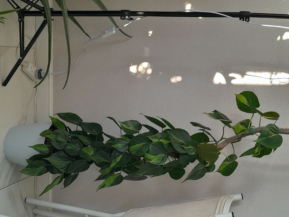 Комнатные растения район Ханшатыра