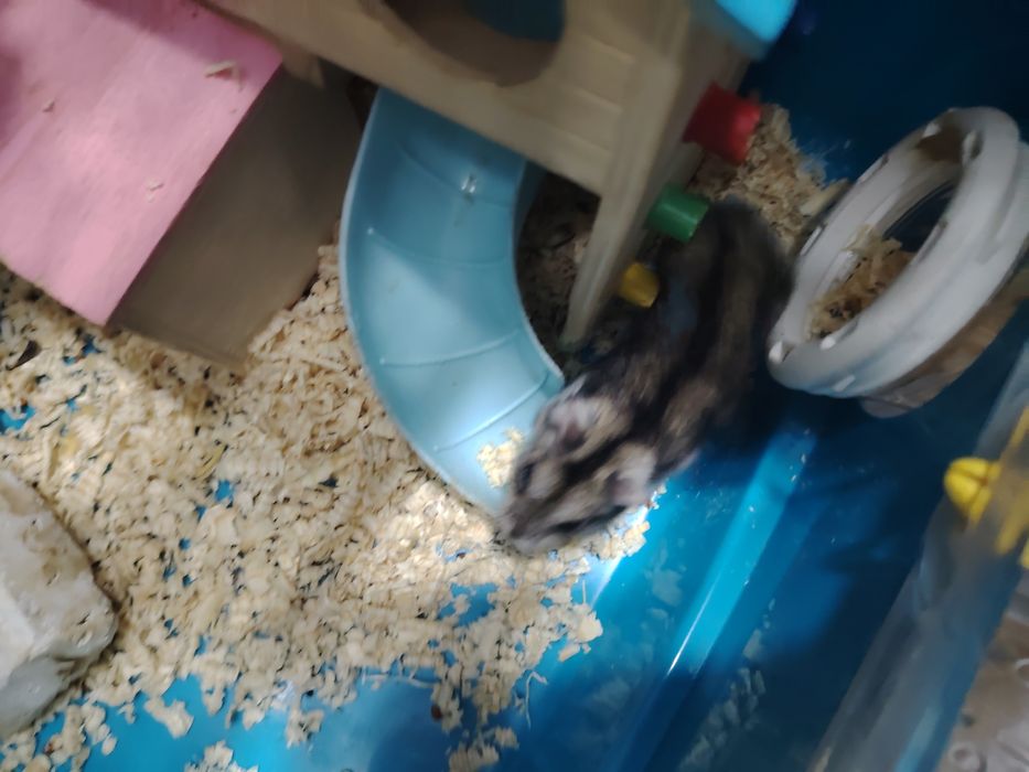 Продам хомяка, девочка