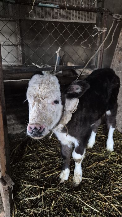 Дойная корова и теленок