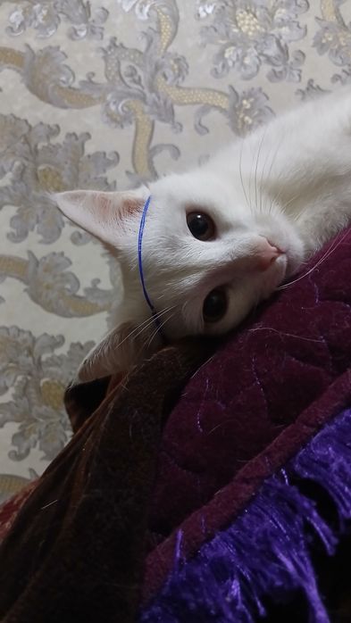 Turk angorasi sotiladi