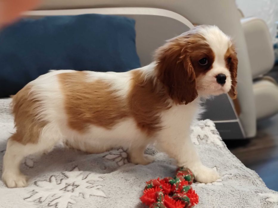 Vindem mascul Cavalier King Charles Spaniel cu teste genetice