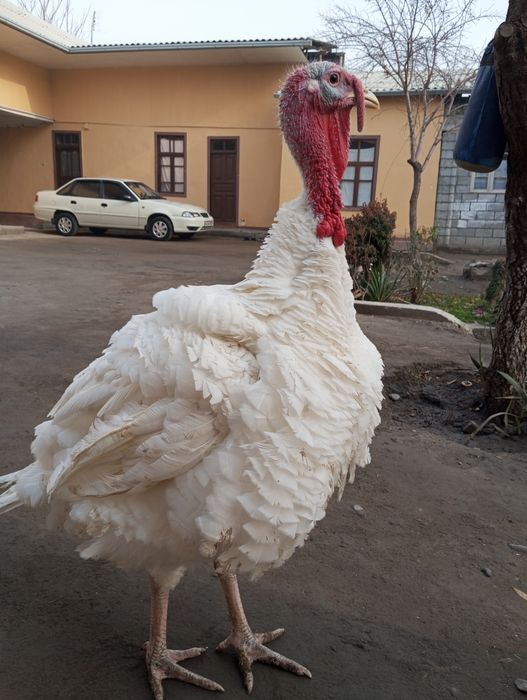 Биг 6 индук жужалар сотилади ваксиналар хаммаси булган
