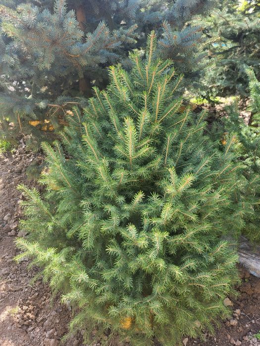 Берёза и разные декоративные растении