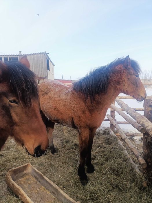 Откорымнан 2 Ұрғашы Тай сатылады