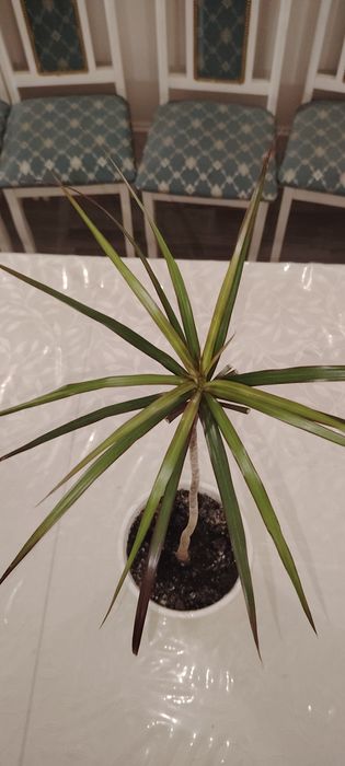 Цветок Дарацена сатылады