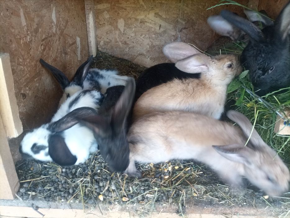 Iepuri rasă comuna
