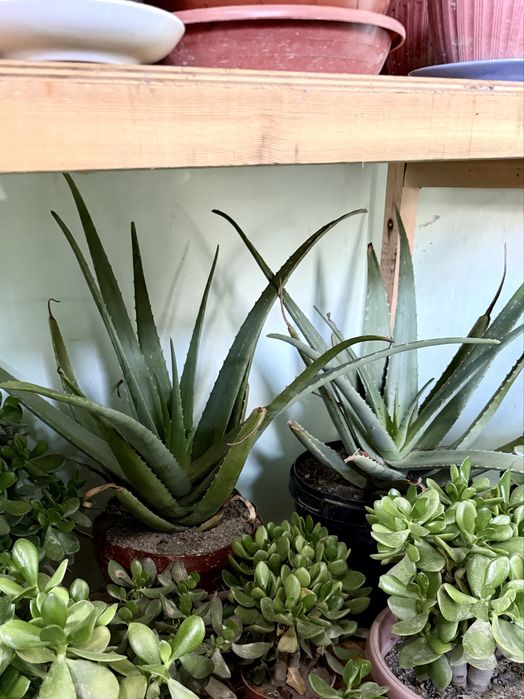 Алоэ вера — крупные и молодые растения в горшках. Aloe vera