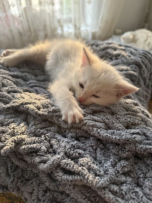 Отдадим котенка в добрые ручки