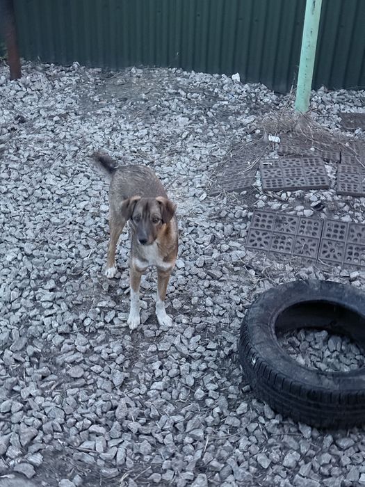 Пристраиваеться девочка Ева