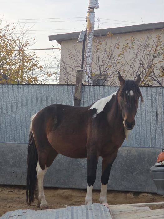 Айғыр сатылады бб