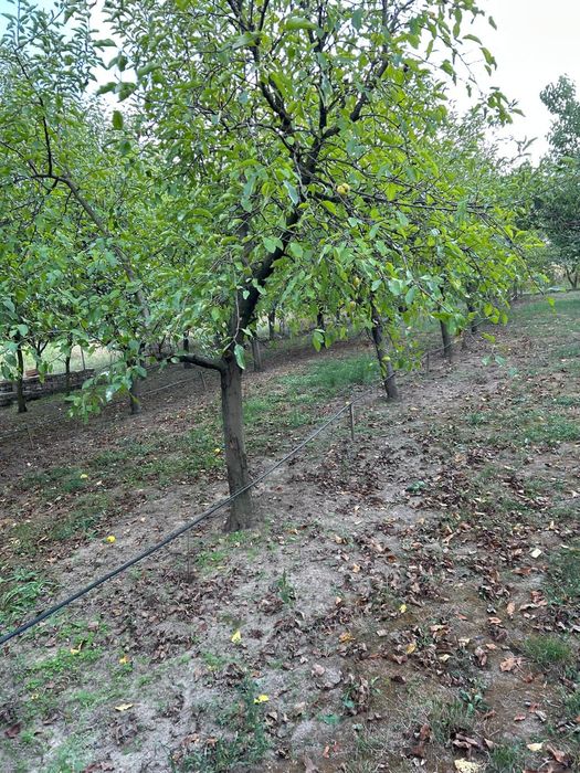 Vand teren livada sau loc de casa.