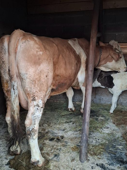 Vacă bălțată de vànzare