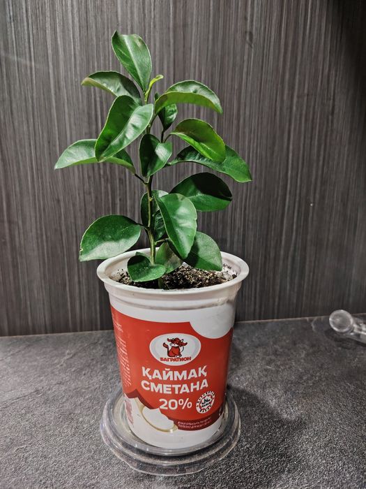 Дерево мандарина