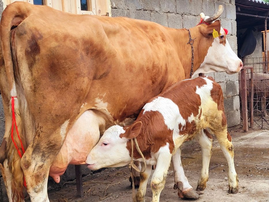 Vaca baltata cu vitica
