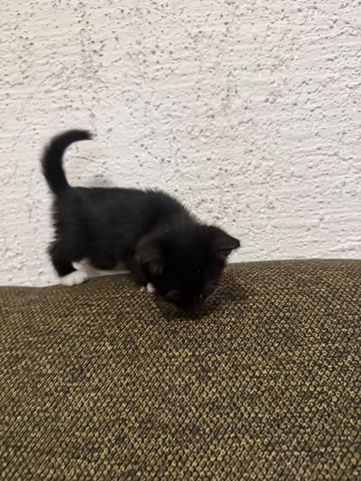 Котята в добрые руки бесплатно