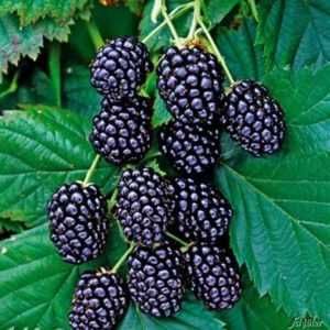 Mur, aronia, agris, zmeur, afin, lonicera si stoloni de capsuni!