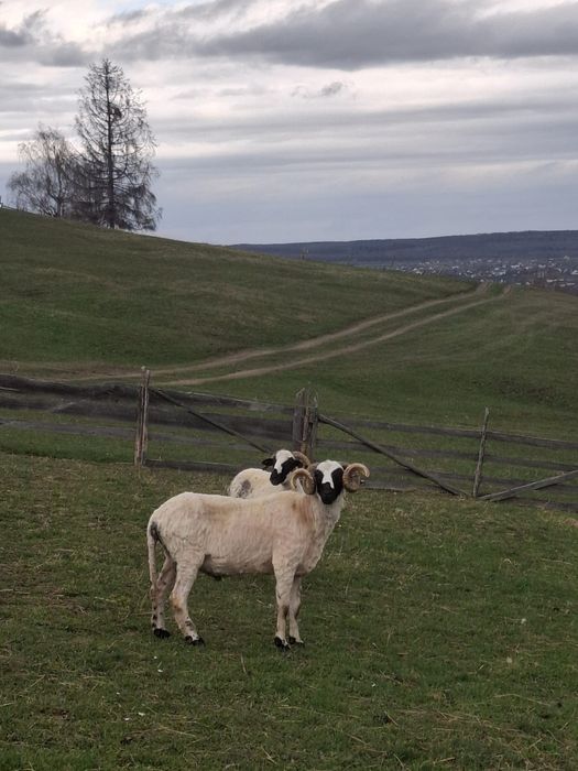 Vând Berbec Breaz 2 ani