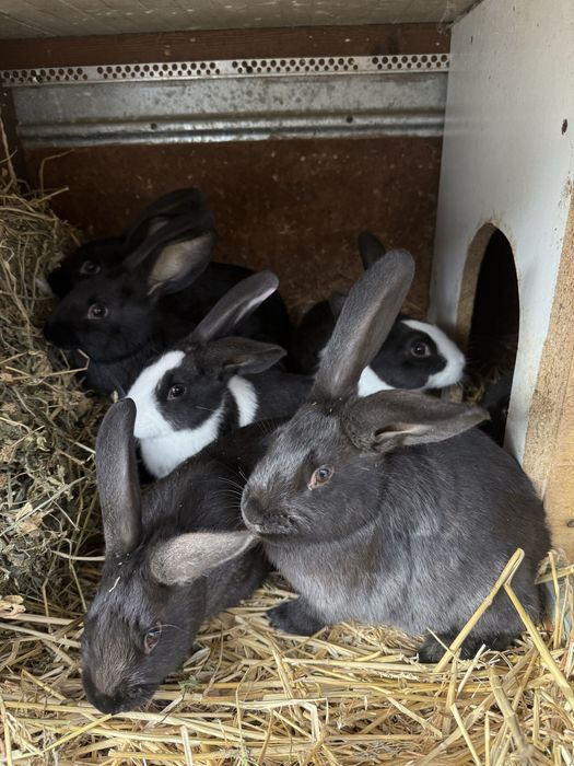 Hicole francez iepuri