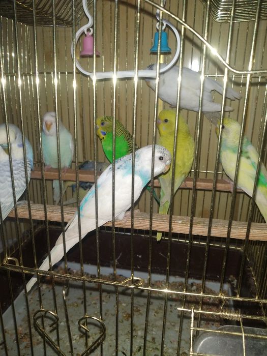 Попугайла сотилади