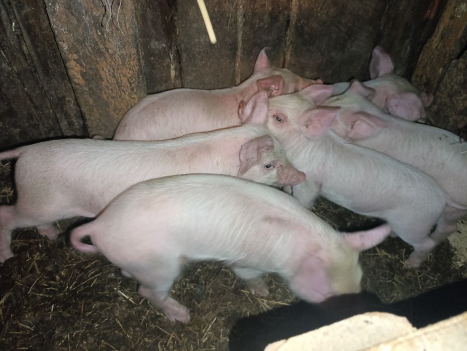 Продам месячных поросят