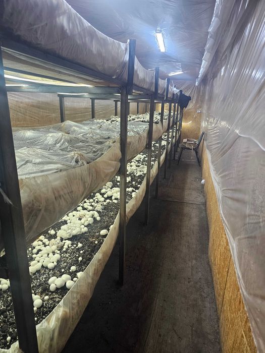 Продам грибницу шапиньенов.