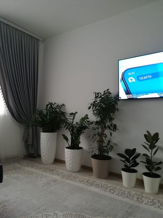 Продам фикус Бенджамина