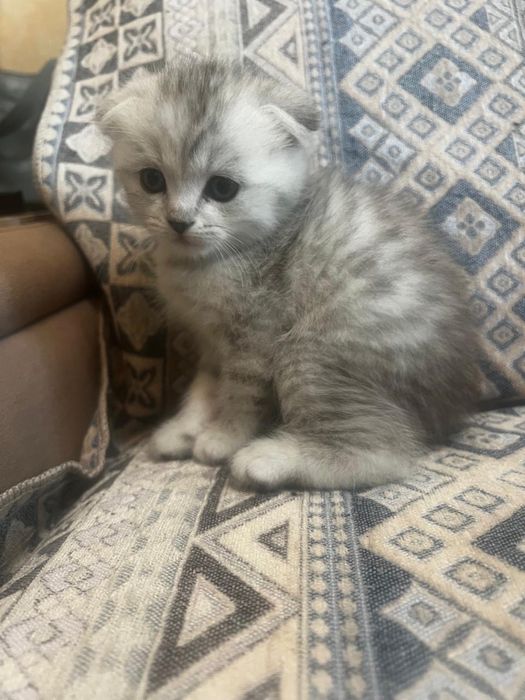 Котята шотландцы
