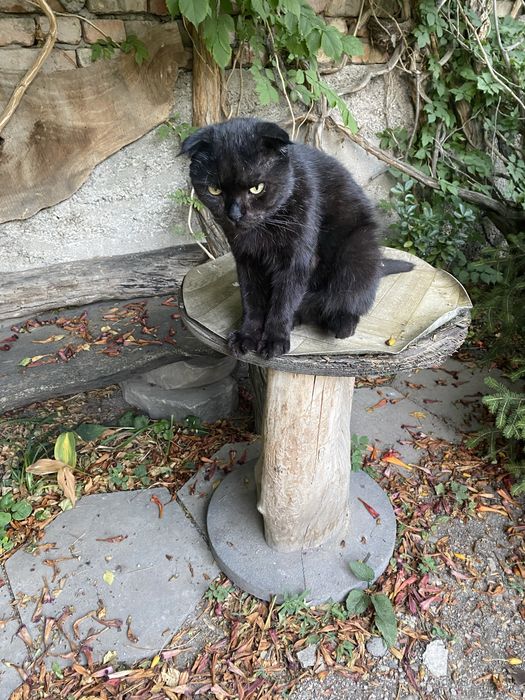 Отдам кота в добрые руки