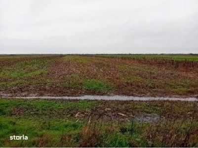 Teren extravilan Mogosani, ID: R2868327