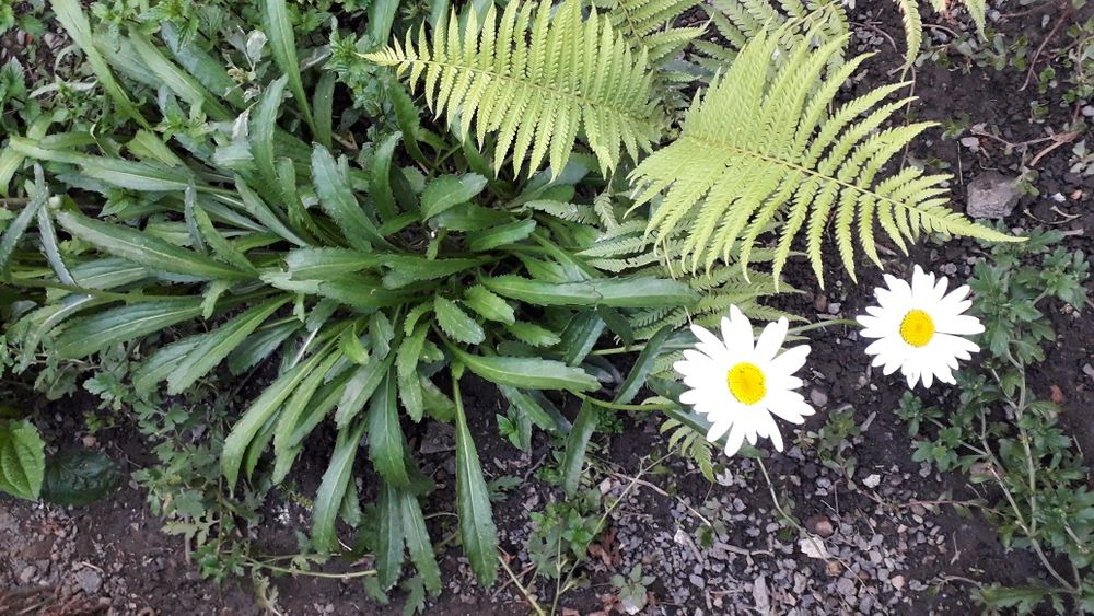 Астры,папоротник,мята,мелисса, ромашка