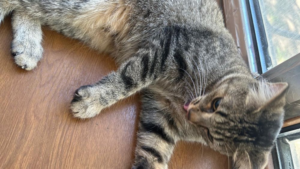 Отдам кошку в хорошие руки