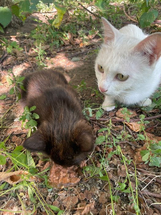 Кошка с котенком ищет дом