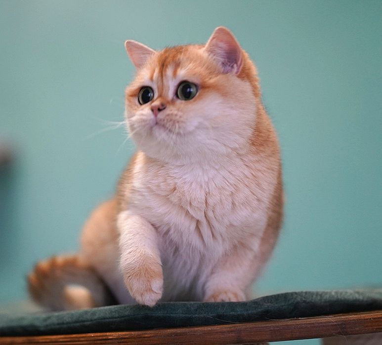Британская кошка