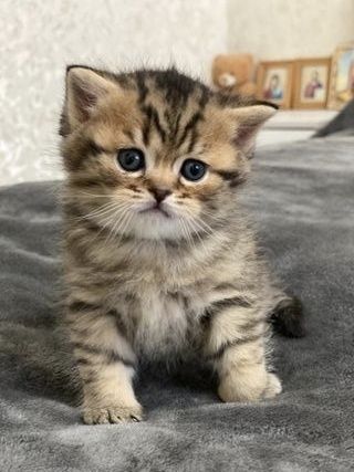 Британские котята