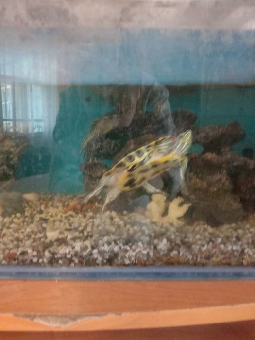 Продам красноухих черепах